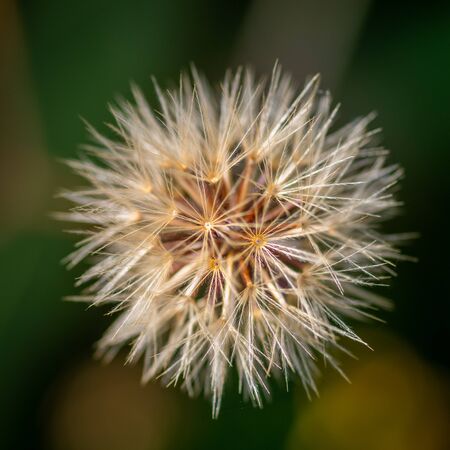 Closeup of white seed head (blowball) on green background