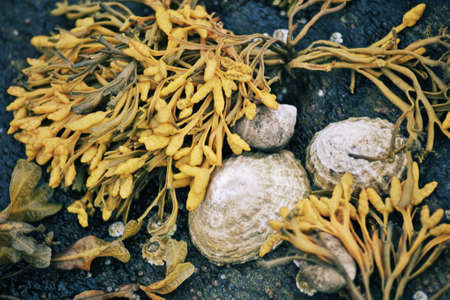 Closeup of the white shells and seaweed (bladder wrack) on the stones of Norwegian sea coast, Norwayの写真素材