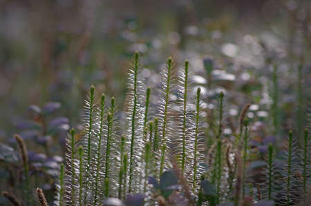 Close-up of young equisetum (horsetail, snake grass, puzzlegrass) in the forest lit by sunlight in springの写真素材