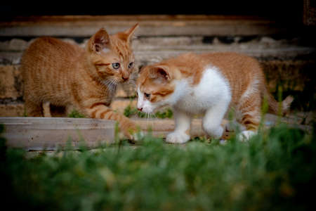 Horizontal close up image of a pair of ginger red kittens with white chest and white legs in a grass.の写真素材