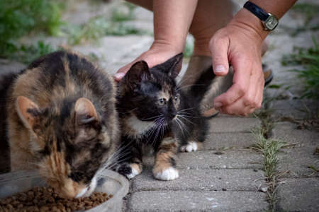 Horizontal close up image of a cute Calico kitten (Tortoiseshell cat, Tortie cat, brindle, tricolor cat, tobi mi-ke, patches cat) in the hands of unrecognizable young woman by his Tortoiseshell coloreの写真素材