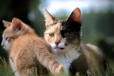 Tortoiseshell colored mother cat resting peacefully in the grass in warm evening sun with her ginger...