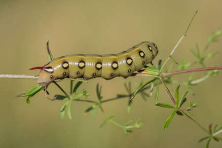 Closeup of caterpillar of the bedstraw hawk-moth on the white bedstraw branchの写真素材