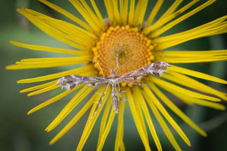 Closeup of white and brown plume moth (Pterophoridae Sp.) sitting on big yellow flower