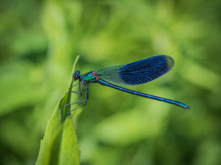 Closeup of beautiful blue damselfly - the banded demoiselle (Calopteryx splendens) male sitting on the grass in sunlightの写真素材