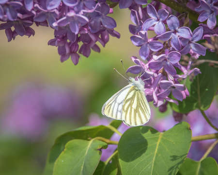 Closeup of a  green-veined white butterfly (Pieris napi) on purple lilac flowers drinking nectarの写真素材