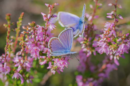 Closeup of pair of Idas blue or northern blue butterflies sitting on the bush of flowering purple...