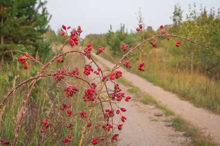 Bare rosehip branches with red berries bent over the straight countryside road. Hiking and cycling...