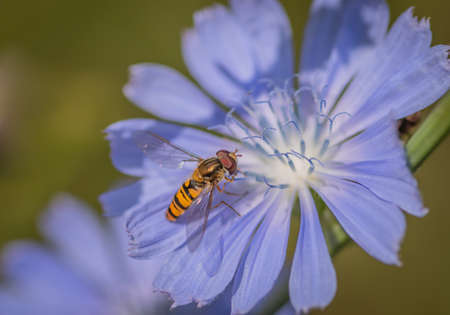 Marmalade hoverfly (Episyrphus balteatus) on a bright blue flower of common chicoryの写真素材