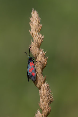Closeup of blue and red coloured day-flying moth Zygaena sp. on dry yellow spike of grassの写真素材