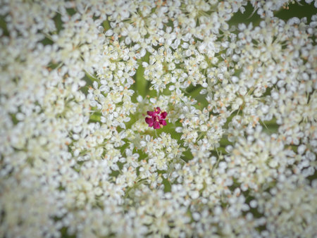 Closeup of beautiful  white flower of wild carrot (Daucus carota, Queen Anne's lace) with one small flower in the centerの写真素材