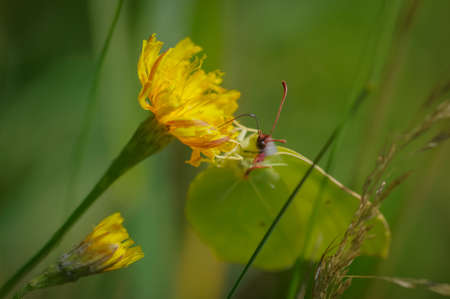 Yellow flowers of sow thistle with yellow common brimstone butterfly on it in green grassの写真素材
