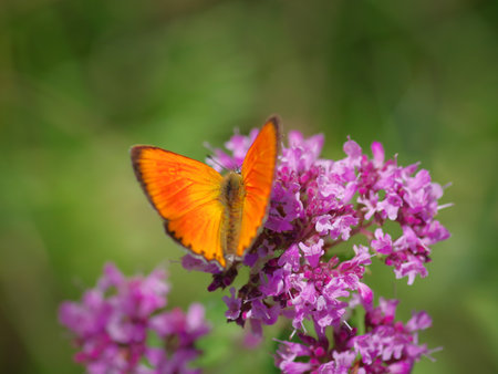 The scarce copper (Lycaena virgaureae) butterfly on purple flower of broad-leaved thymeの写真素材