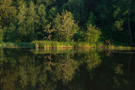 reflection of trees in the lakeの写真素材