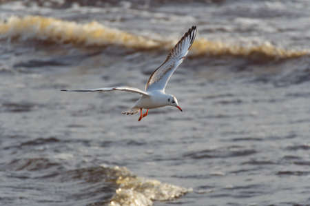 Black-headed gull in the flight over the wavy water of Baltic sea