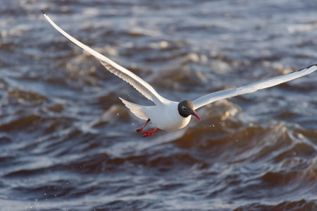 Black-headed gull in the flight over the wavy water of Baltic sea