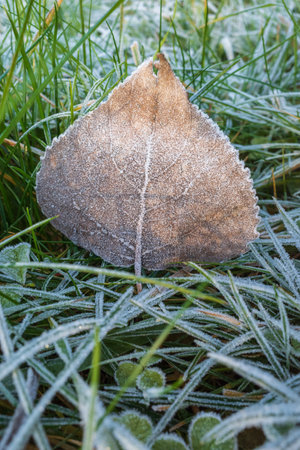 Dry brown autumn leaf on the ground covered with white frost crystalsの写真素材