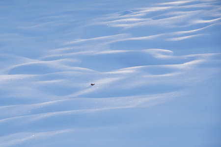 Texture of fresh white snow with blue shadows. Small piece of branch on the snowの写真素材