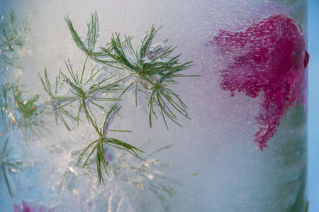Closeup of pink cyclamen flower and green plants frozen in the ice and highlighted by evening sunの写真素材