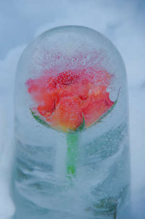 Orange rose frozen in the cylinder of ice put in the snow and highlighted by evening sunの写真素材