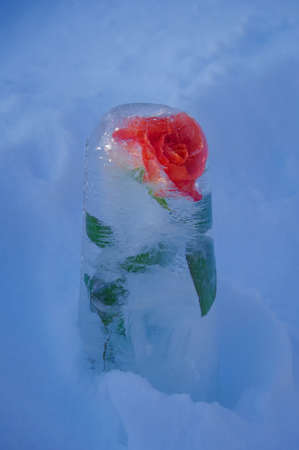 Orange rose frozen in the cylinder of ice put in the snow and highlighted by evening sunの写真素材