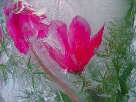 Closeup of pink cyclamen flower and green plants frozen in the ice and highlighted by evening sun.  Focus on green parts of plant.の写真素材