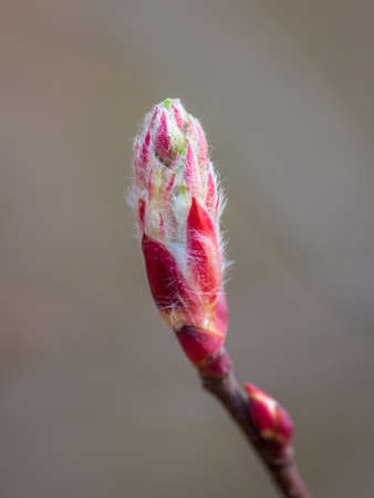 Closeup of tree bud in red and green colors in springの写真素材