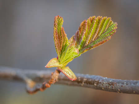 Closeup of alder tree bud in red and green colors in springの写真素材