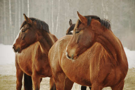 Portrait of three chestnut horses in winter looking in the same direction.の写真素材