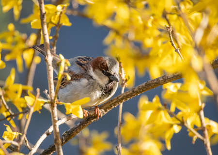 A sparrow sits on a branch of a blossoming tree.の写真素材