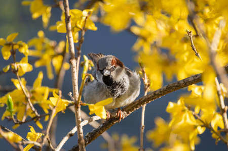 A sparrow sits on a branch of a blossoming tree.の写真素材