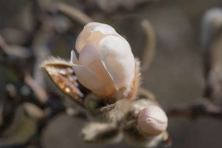Closeup of two white and pink magnolia tree flower buds