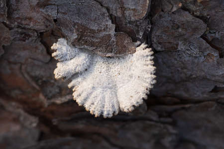 White mushroom on the bark of an old tree. Close-upの写真素材