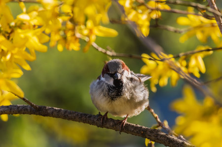 A sparrow sits on a branch of a blossoming tree.の写真素材