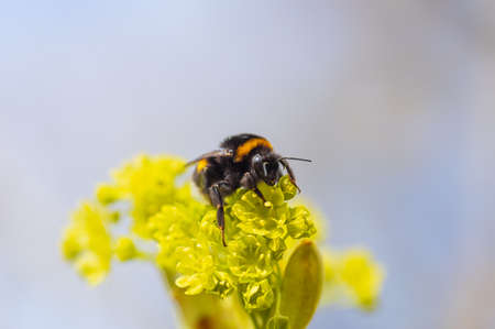bumblebee on a yellow flower close-up. High quality photoの写真素材