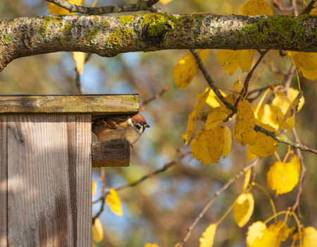 Sparrow sits on a bird feeder in the autumn forest