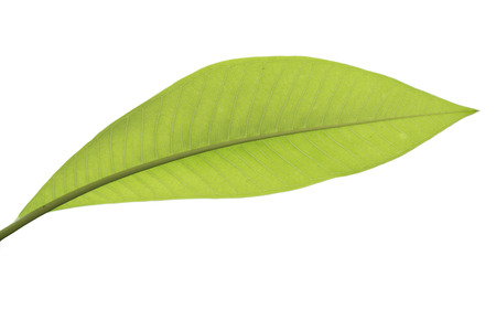 Isolated bay leaf. Laurel leaves on a white background. Bayleaf. laurel lea. isolatedの写真素材