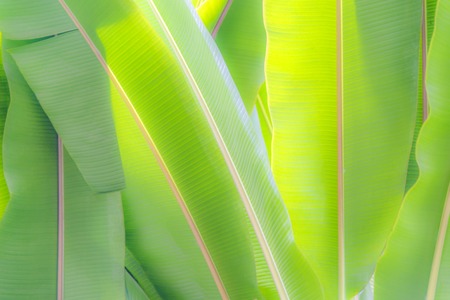 Ensete lasiocarpum close up, front side of leaf.の写真素材