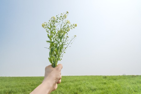 Beautiful cherry blossom sakura in blue sky background.の写真素材