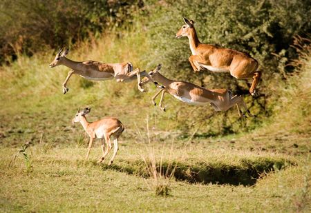 Leaping impala and pukuの写真素材