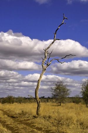 Kruger Park sceneryの写真素材