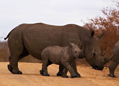 Rhino with calfの写真素材