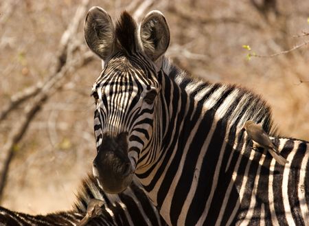 Zebra with oxpeckerの写真素材