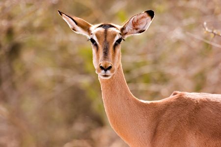 Impala in Kruger National Parkの写真素材