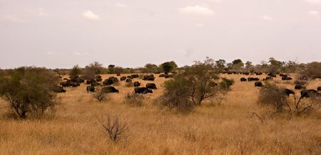 Buffalo panoramaの写真素材