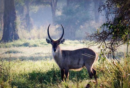 Waterbuck in lower zambeziの写真素材