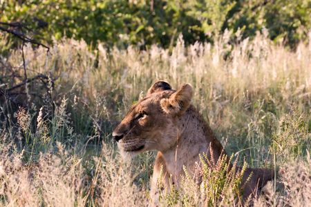 Lioness in Kruger National Park South Africaの写真素材