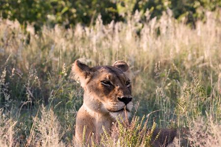 Lioness in Kruger National Park South Africaの写真素材