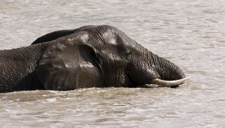 elephant swimming in lake in the kruger national park, south africaの写真素材