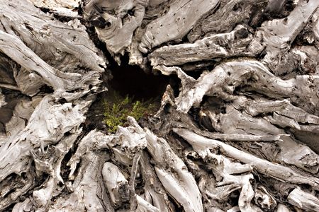 Abstract picture of dead tree